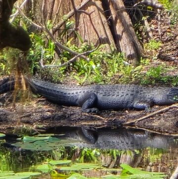 hillsborough river state park this is an image of an alligator on the river