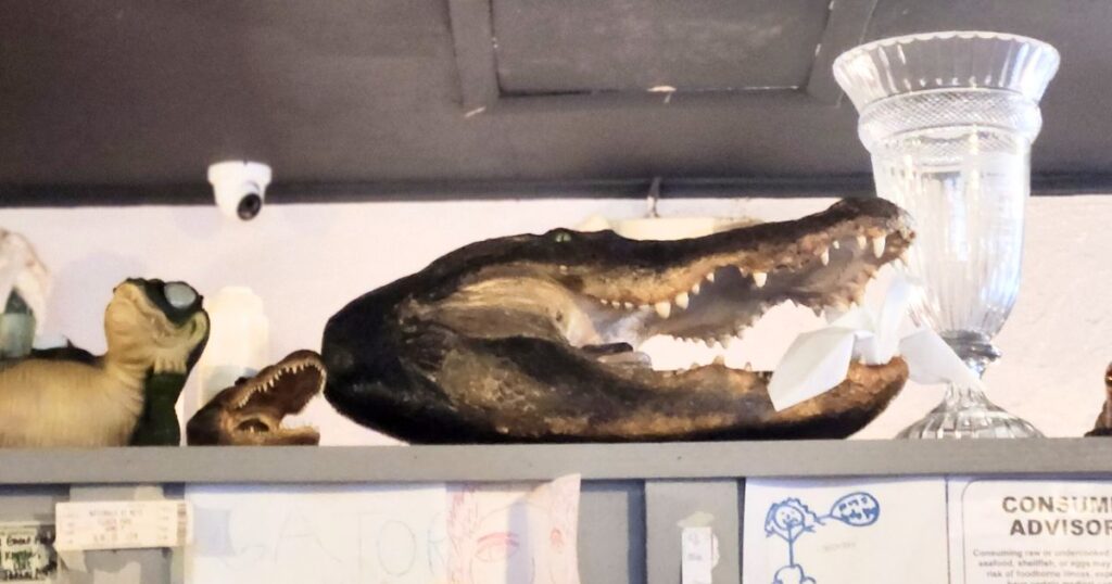 THIS IS AN IMAGE OF A GATOR ON A SHELF AT THE GATOR SHACK