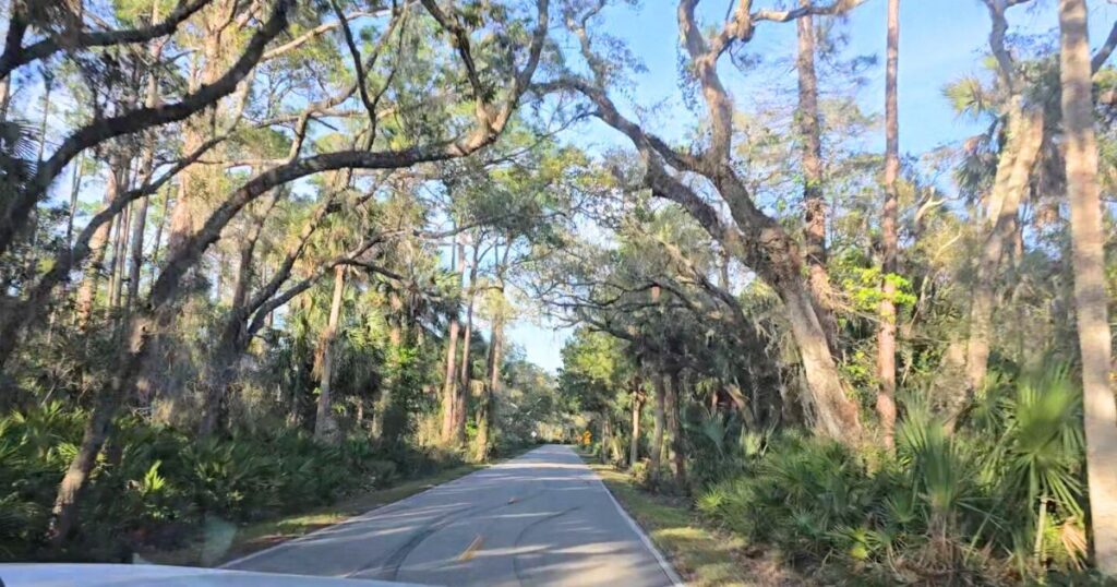 TOMOKA STATE PARK THIS IS AN IMAGE OF THE OAK CANAPY DRIVING IN