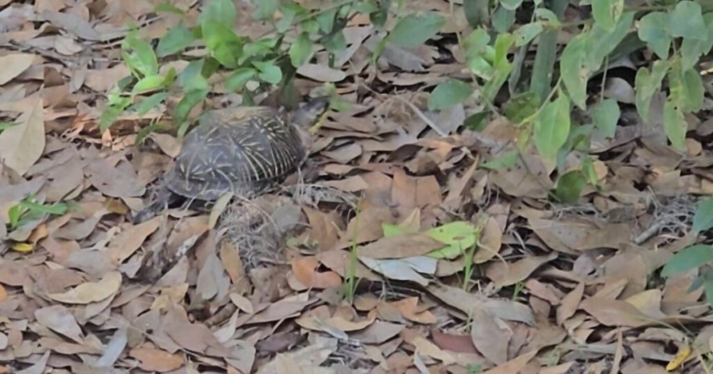 THIS IS AN IMAGE OF A TURTLE IN THE TOMOKA STATE PARK CAMPGROUND