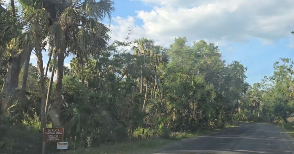 THIS IS AN IMAGE OF THE ROAD LEADING TO THE BIG FLATS CAMPGROUND AT MYAKKA RIVER STATE PARK