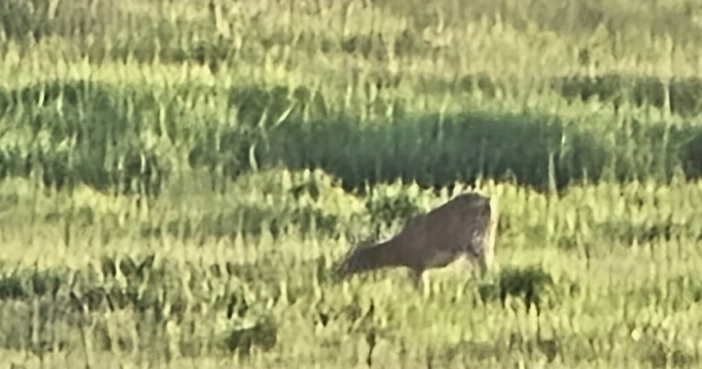 MYAKKA RIVER STATE PARK DEER AT SUNSET