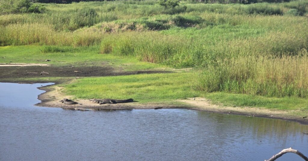 Ultimate Guide to Florida State Parks GATOR ON THE BANK AT MYAKKA RIVER STATE PARK