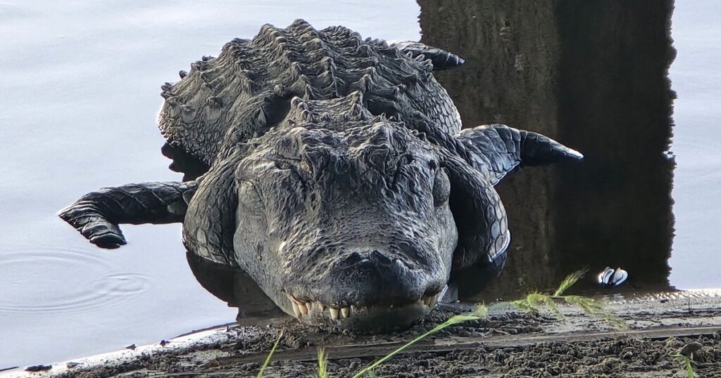 Ultimate Guide to Florida State Parks THIS IS AN IMAGE OF A FLORIDA GATOR AT MYAKKA RIVER STATE PARK