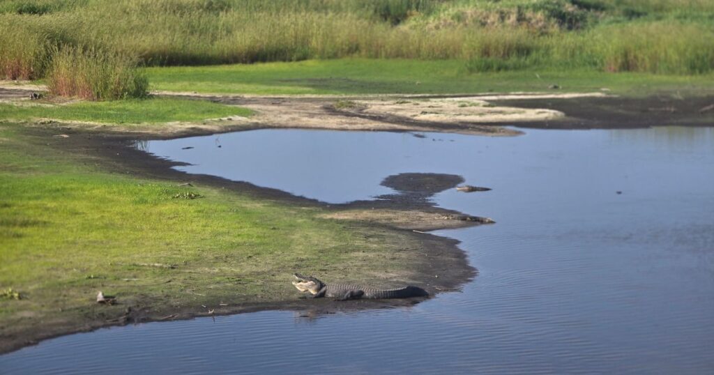 MYAKKA RIVER STATE PARK THIS IS AN IMAGE OF GATORS ON THE SHORELINE