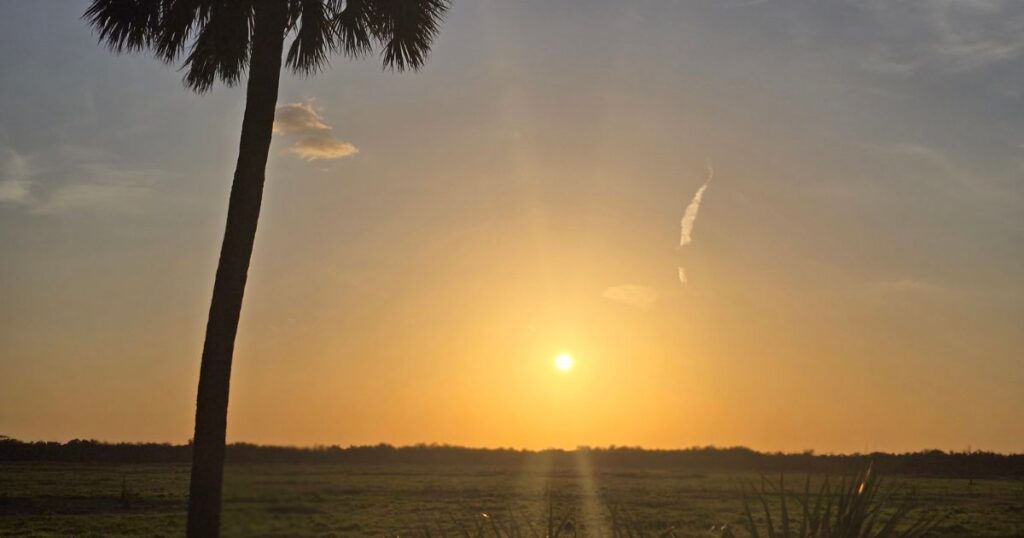 THIS IS AN IMAGE OF SUNSET ON THE PRAIRIE WITH A PALM TREE AT MYAKKA RIVER STATE PARK