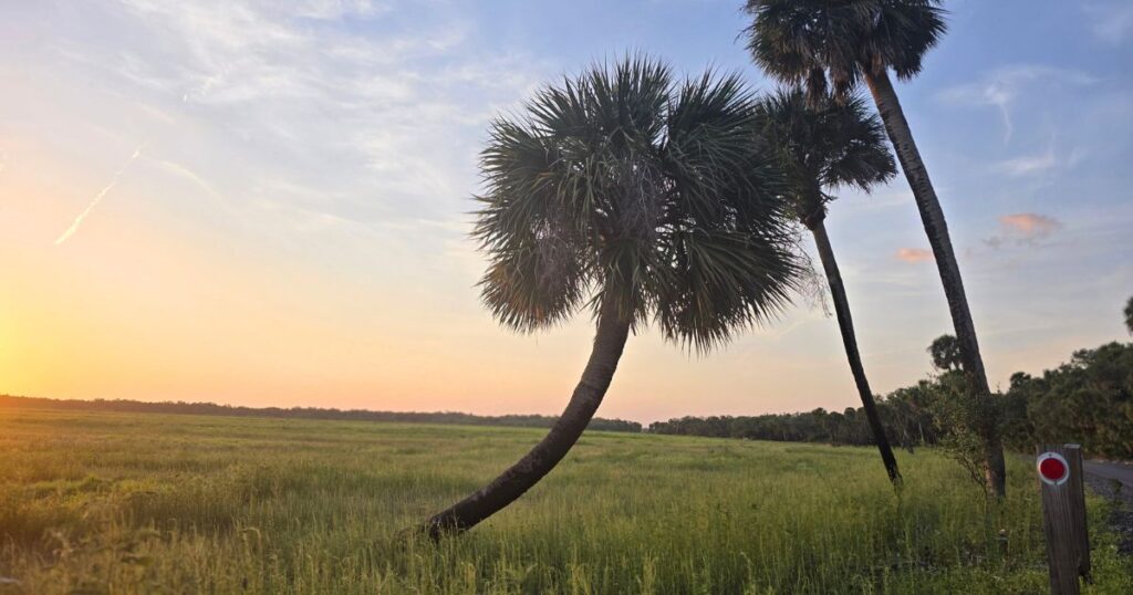Ultimate Guide to Florida State Parks THIS IS AN IMAGE OF SUNSET AT MYAKKA STATE PARK