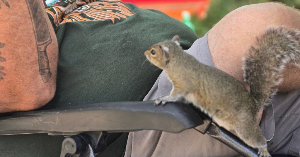 THE BEST CAR CAMPING PORTABLE KITCHEN AND SETUP THIS IS AN IMAGE OF A SQUIRREL RUNNING UP A MANS CAMP CHAIR