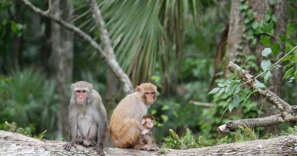 Silver Springs, Florida, kayaking MONKEYS ON A LOG ON SILVER RIVER