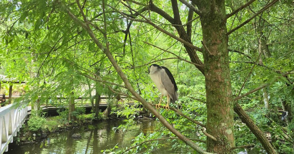 Tall bird perched on tree branch in lush forest near water, wildlife, nature, adventure.
