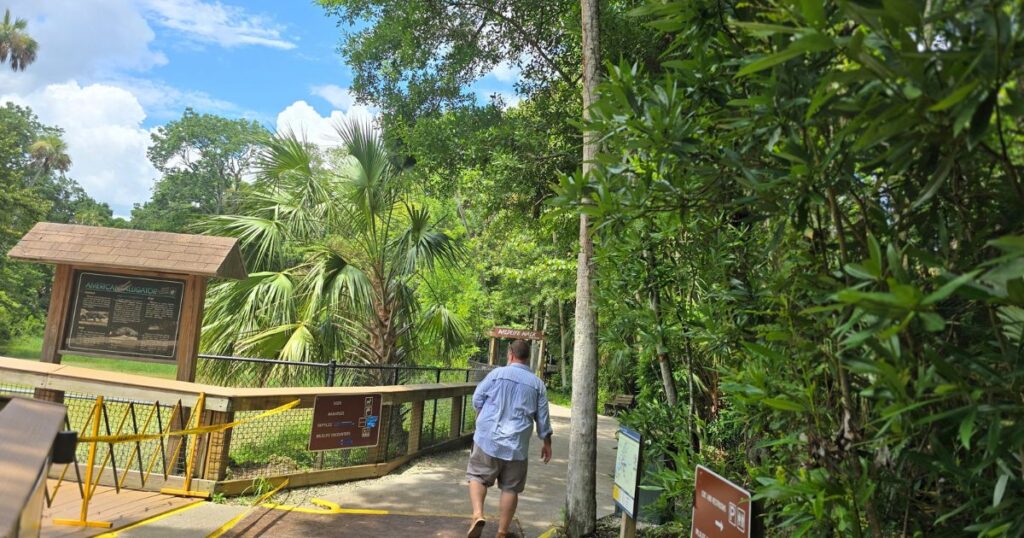Lush tropical rainforest trail at the American Alligator exhibit in a wildlife sanctuary.