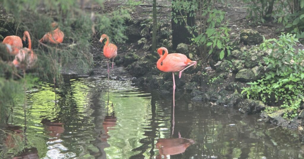 Flamingos standing in a pond surrounded by lush greenery and rocks.