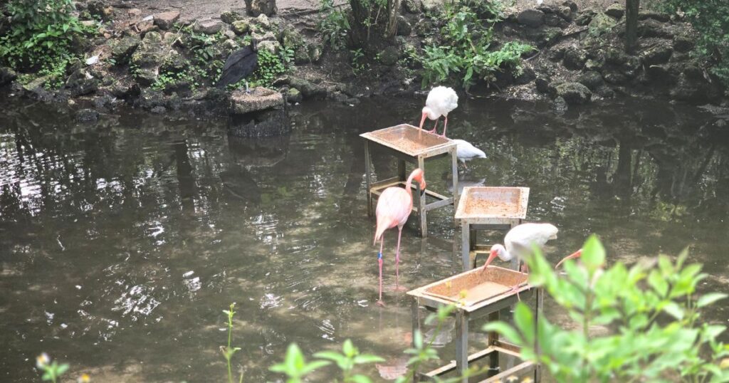Migrating flamingos feeding in a pond at The Wandering Hulasquatch nature reserve.