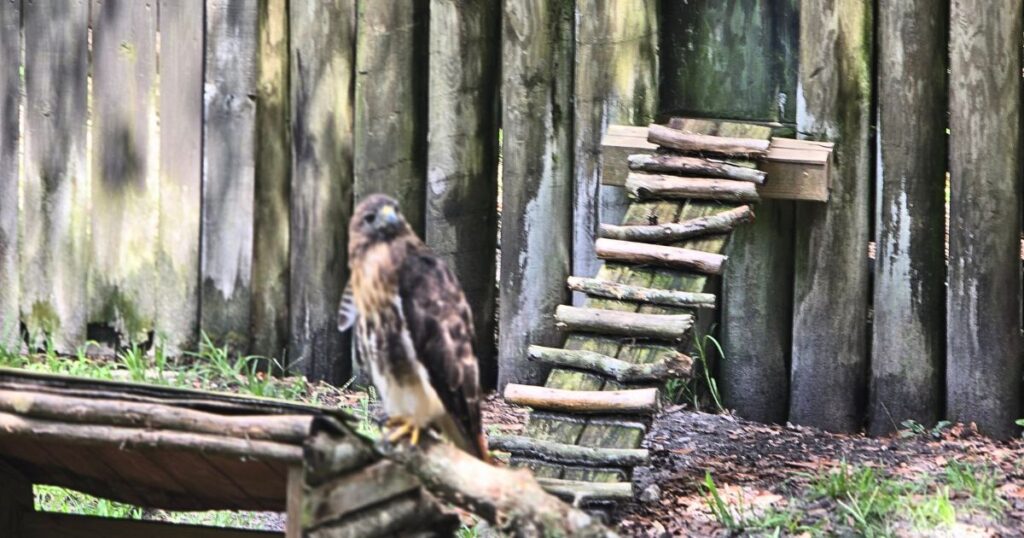 Sharp-shinned hawk perched on wooden branch in an outdoor enclosure with rustic ladder in background.