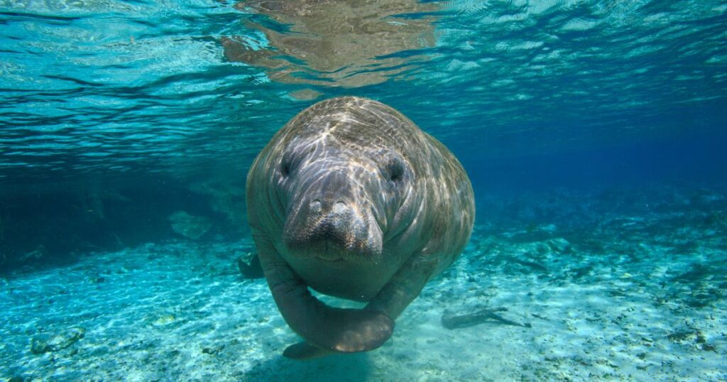Large underwater photo of a manatee swimming near the ocean floor.