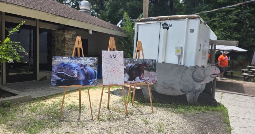 Hippo and crocodile wildlife photos displayed outdoors at The Wandering Hulasquatch.