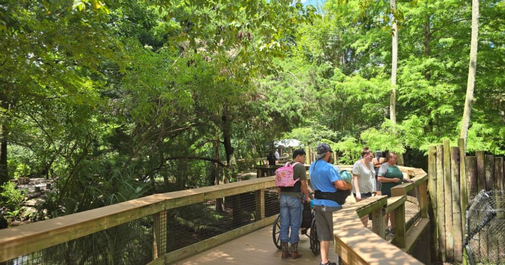 Lush green forest at The Wandering Hulasquatch, popular outdoor nature attraction in Oregon.