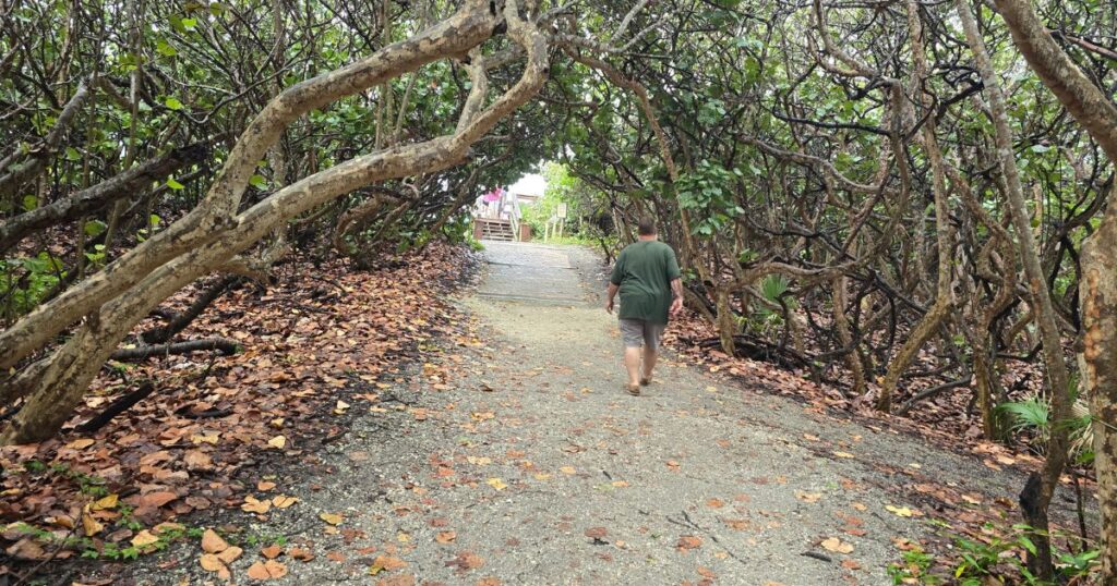 Jupiter Florida nature preserve MAN WALKING DOWN MANGROVE FOREST TRAIL