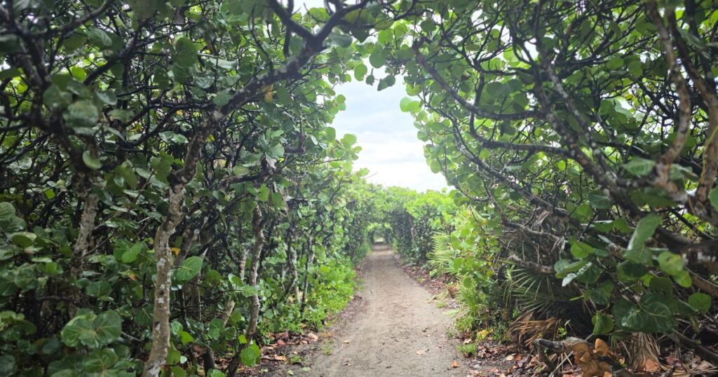 Family-friendly Florida nature spots SEA GRAPE TUNNEL TRAIL