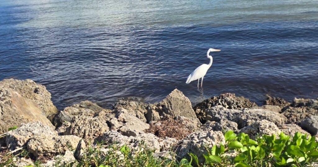 Florida Keys state parks BIRD ON A ROCK ON THE WATER