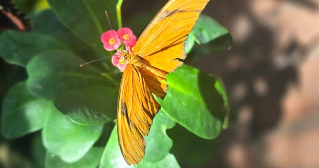 Vibrant orange butterfly perched on pink flowers among lush green leaves.