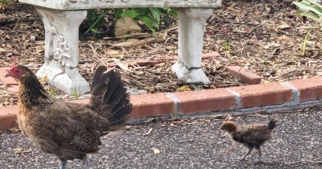 Feathered chickens and chick walking on garden path with stone bench and mulch background.