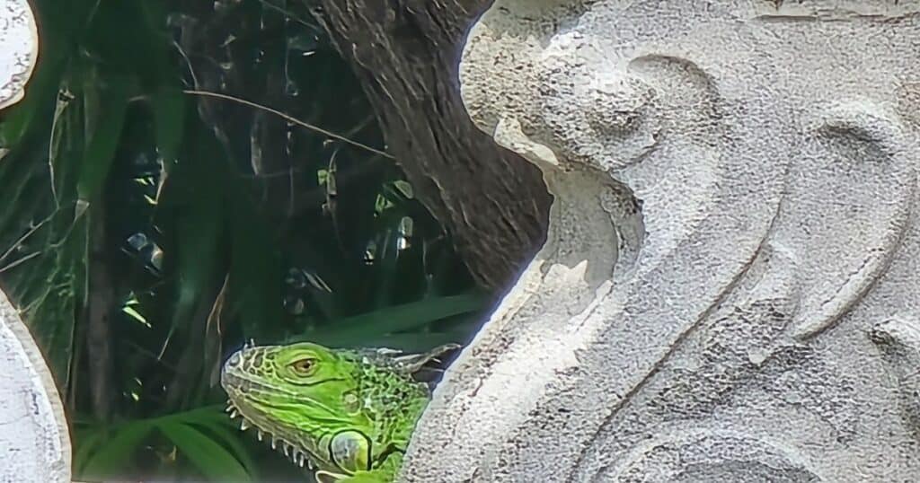 Green lizard peeking through rocks and greenery, a fascinating wildlife scene from The Wandering Hulasquatch.