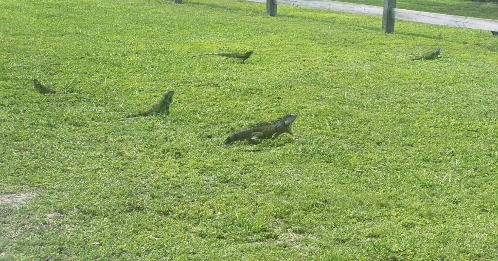 FLORIDA KEYS TRAVEL IQUANAS IN THE SUN